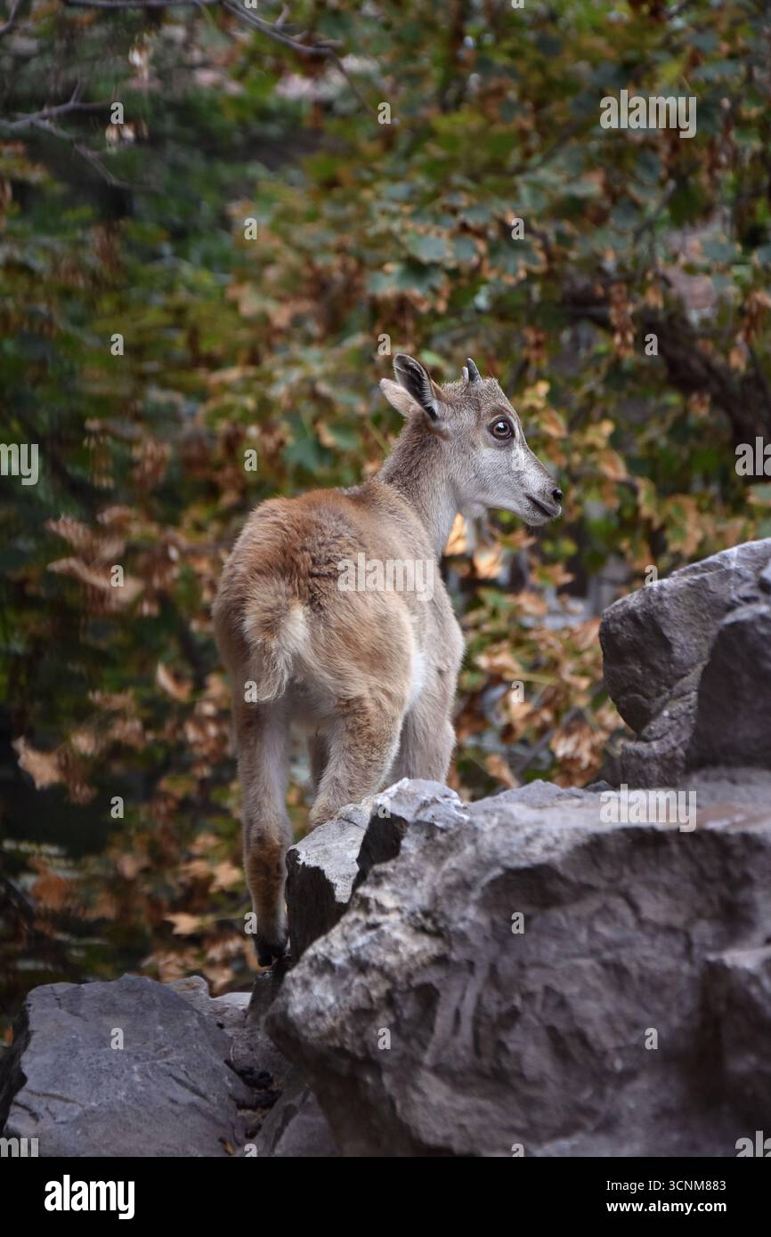 Das junge himalaya-Tahr-Ziegenkind klettert auf die Felsen Stockfoto