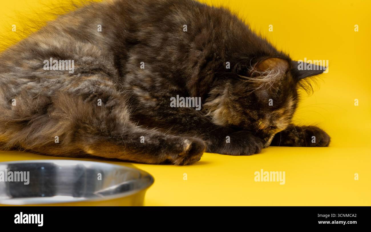 Persisches Kätzchen riecht mit einer leeren Schüssel in der Seite Stockfoto