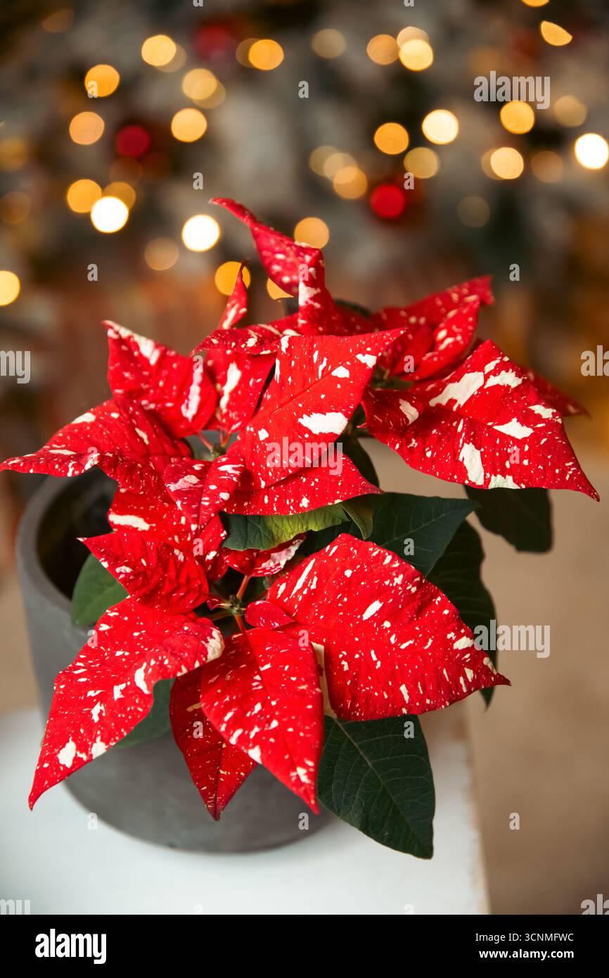 Schöne Weihnachtsstern Blume mit Platz für Text auf verschwommenem Weihnachtsdekorationshintergrund. Traditionelle Weihnachtssterne Stockfoto