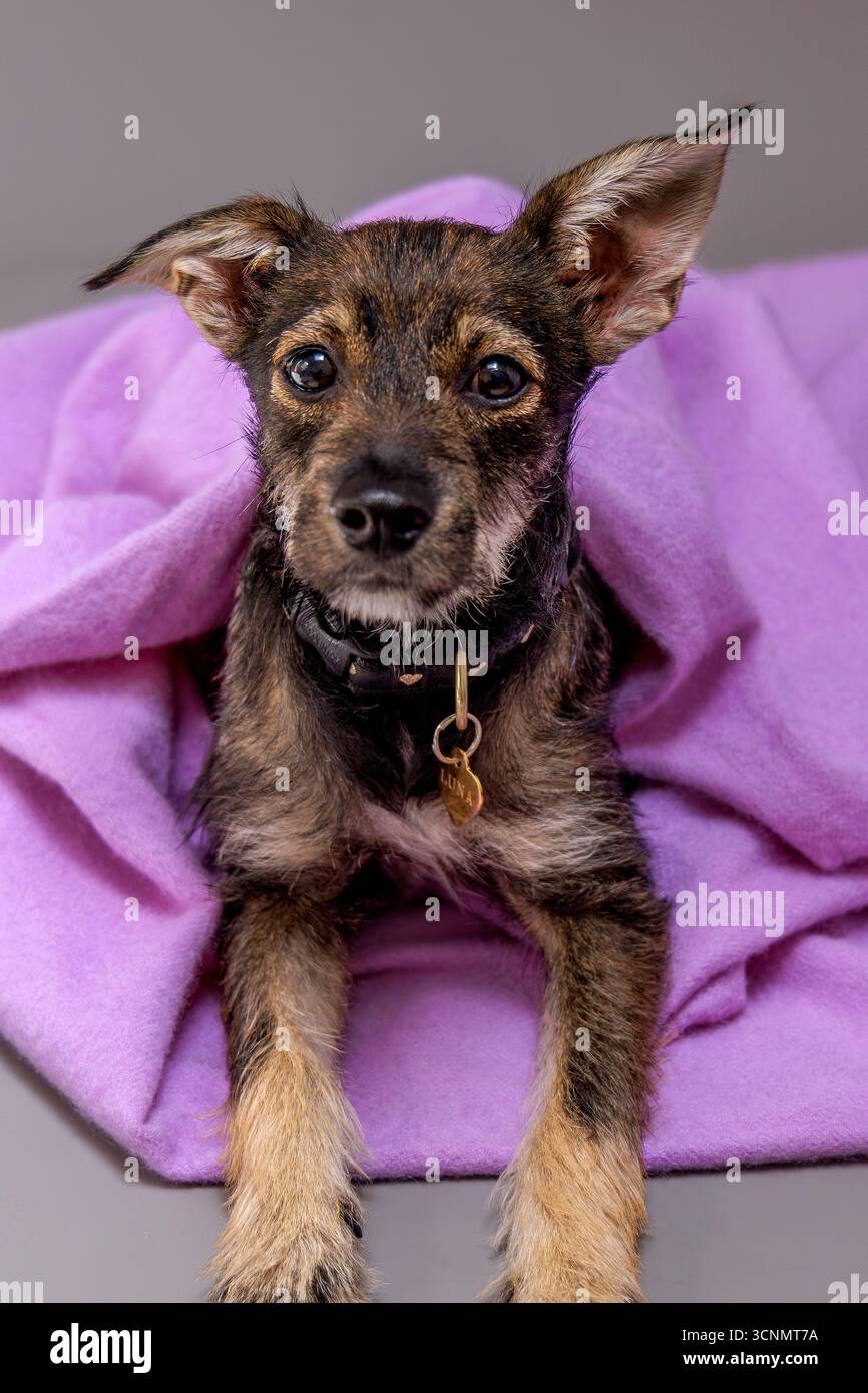 Fünf Monate alter Welpe mit gemischter Rasse, in eine Fliederdecke gewickelt Stockfoto