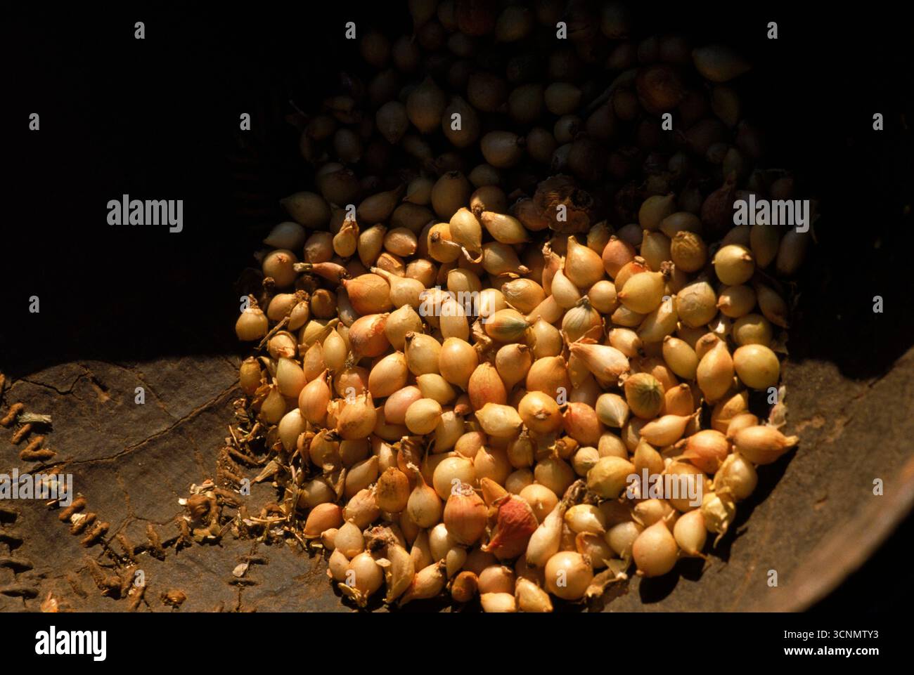 Mali-Dogon Stamm Zwiebelernte, Mali Stockfoto