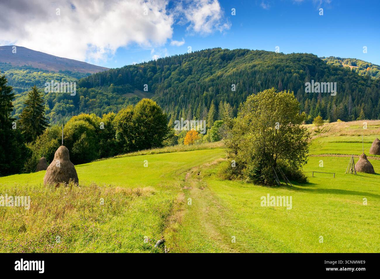 Heuhaufen auf dem grasbewachsenen Hügel. Ländliche Landschaft mit Weide in der Nähe des Nadelwaldes. Wunderschöne Landschaft in karpaten an einem sonnigen Nachmittag Stockfoto