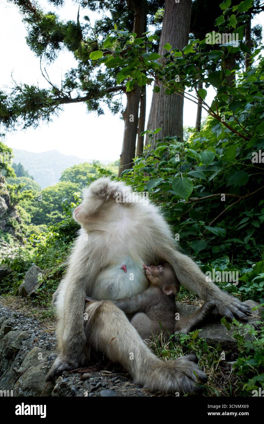 Japanischer Schneeaffe, Der Ihr Baby Stillt Stockfoto