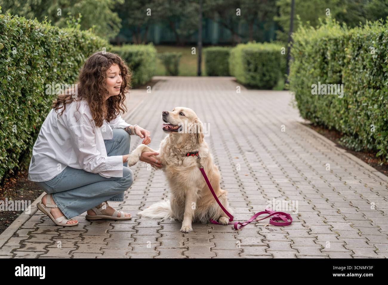 Frau, die Golden Retriever im Park trainiert. PAW Give-Befehl. Stockfoto