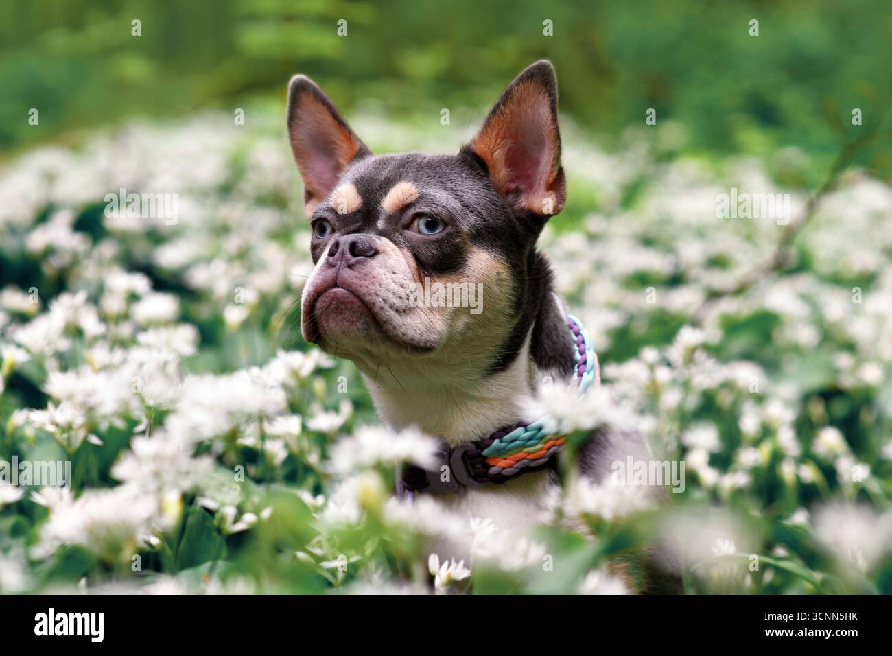 Lilafarbene Orangenbräuner französischer Bulldog-Hund zwischen weißen wilden Knoblauchblüten im Wald Stockfoto