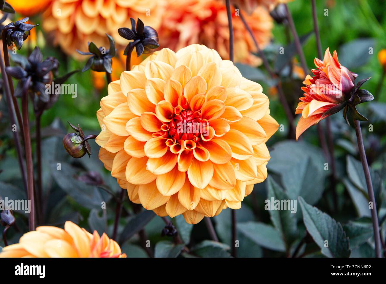 Schöne Dahlien Blume Stockfoto