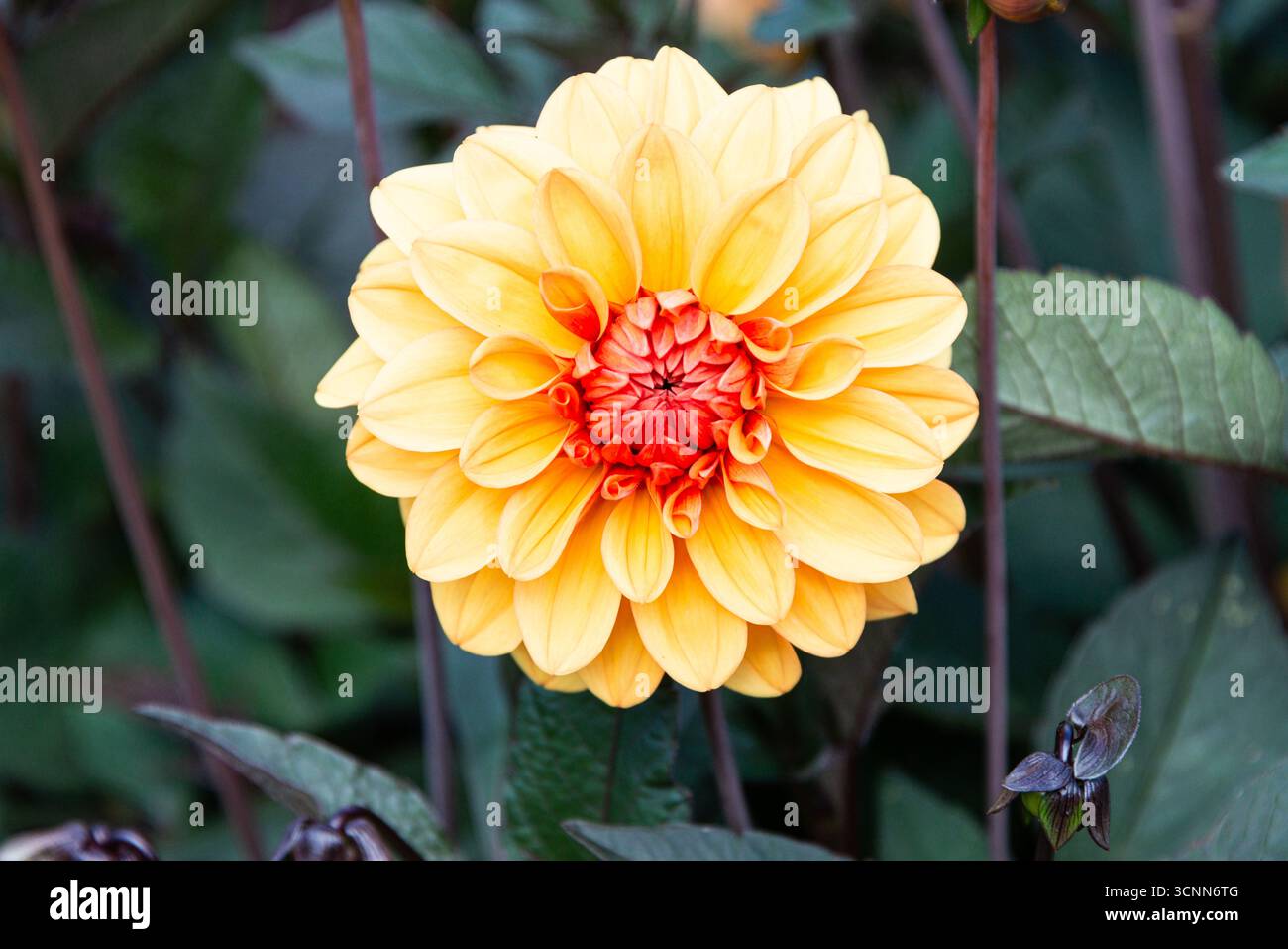 Schöne Dahlien Blume Stockfoto