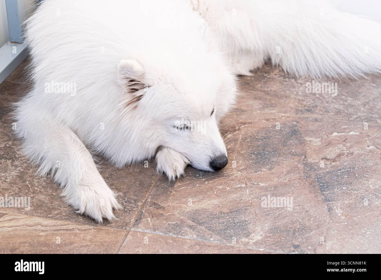 Samoyed-Hund mit flauschigem weißem Pelz, der drinnen auf dem Boden schläft. Ruhiges Haustier, reinrassiger arktischer Hund, freundlicher Begleiter, entspannte Szene in gemütlicher Atmosphäre Stockfoto