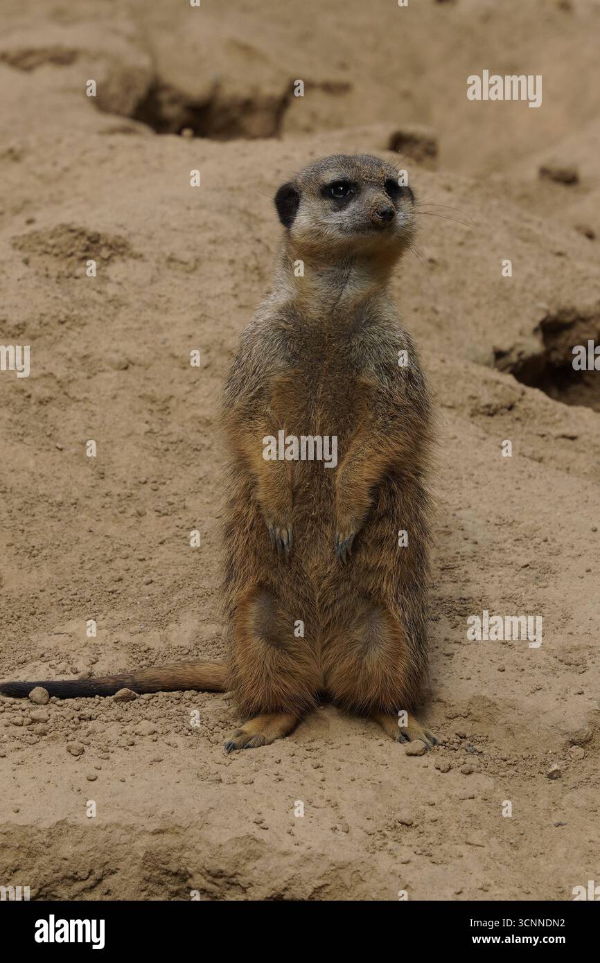 Frontale vertikale Nahaufnahme eines niedlichen Erdmännchens (suricata suricatta), der aufrecht steht und die südafrikanische Wüste mit wachsamen Augen beobachtet Stockfoto