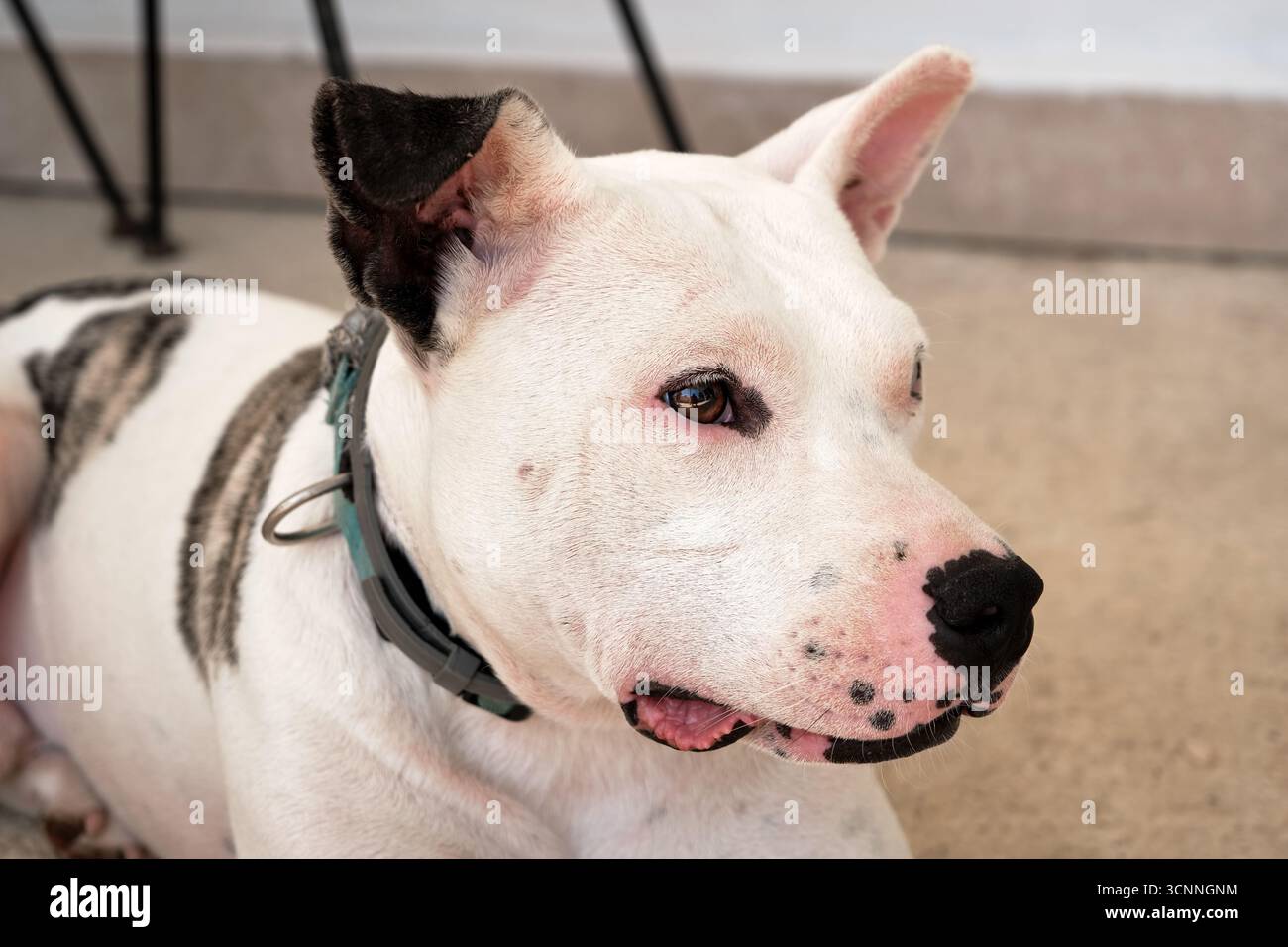 Porträt eines weißen und schwarzen Pitbull-Hundes, der auf dem Boden liegt und Zunge und schwarze Nase zeigt Stockfoto
