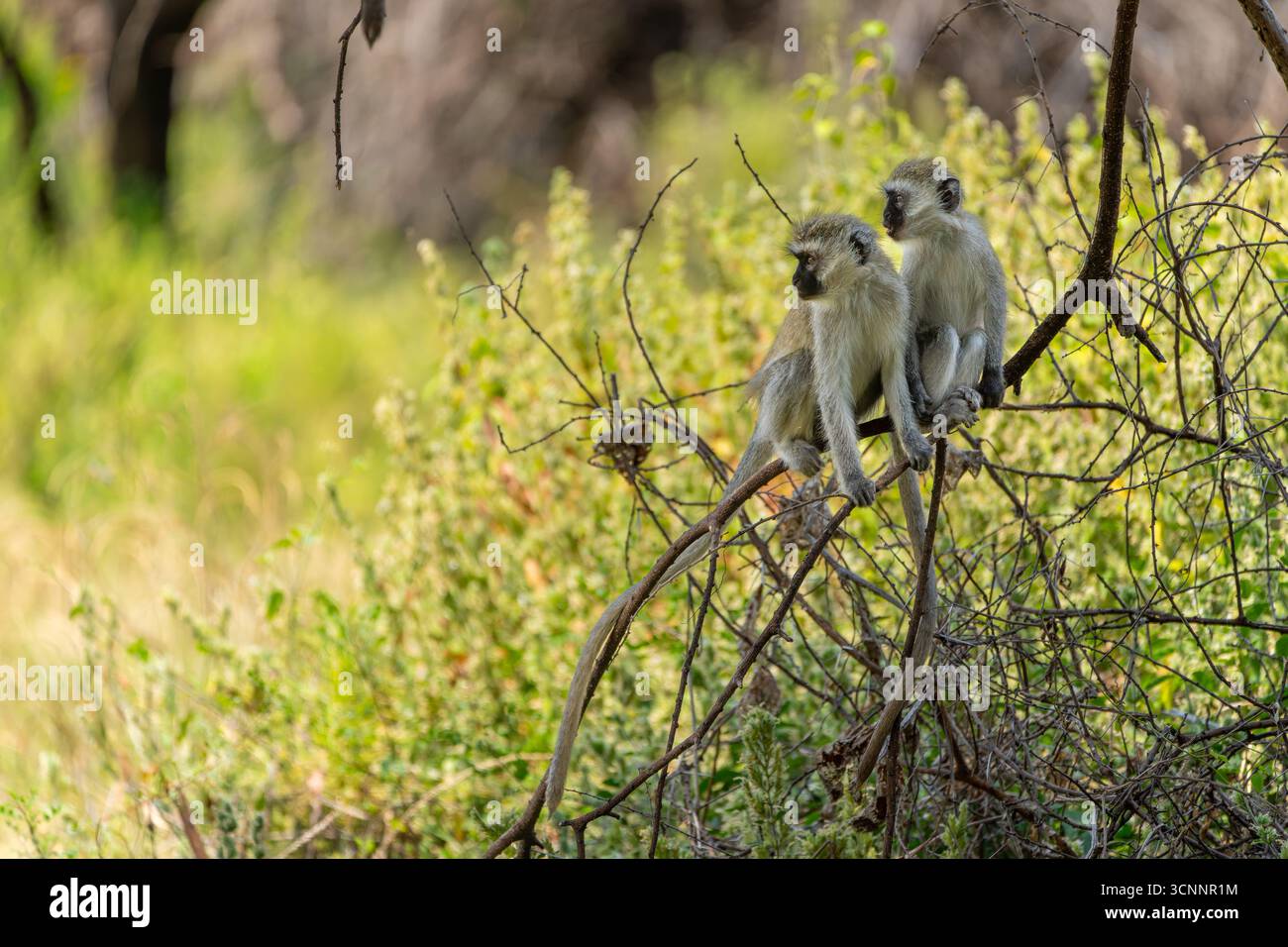 Eine Truppe von Rotmeeraffen (Chlorocebus pygerythrus) oder einfach Rotmeeraffen in einem Baum, fotografiert im Tarangire Nationalpark, Tansania Stockfoto