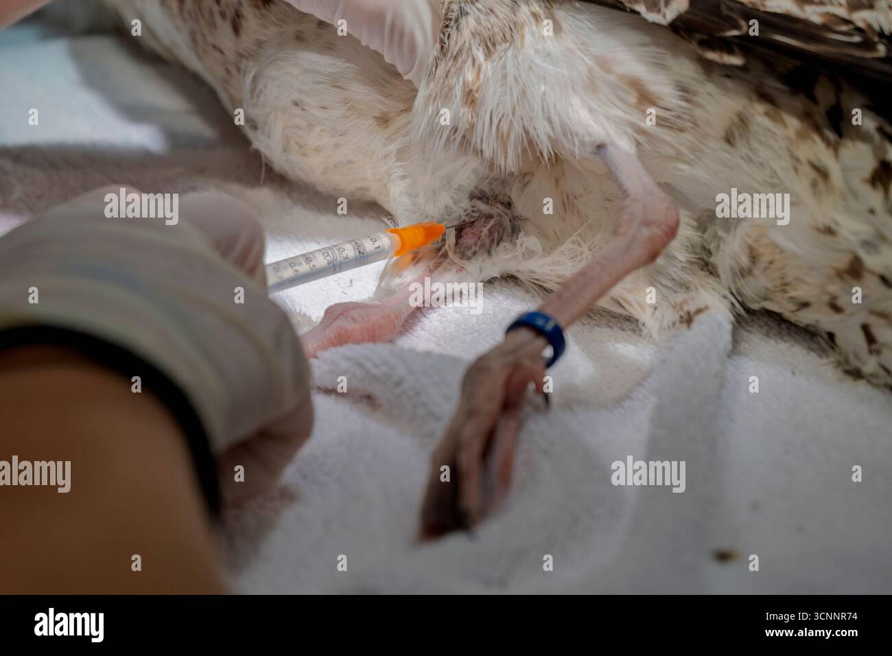 Injektion einer im Krankenhaus aufgenommenen Gelbbeinmöwe (Larus michahellis), fotografiert im israelischen Wildlife Hospital, Ramat Gan, Israel Stockfoto