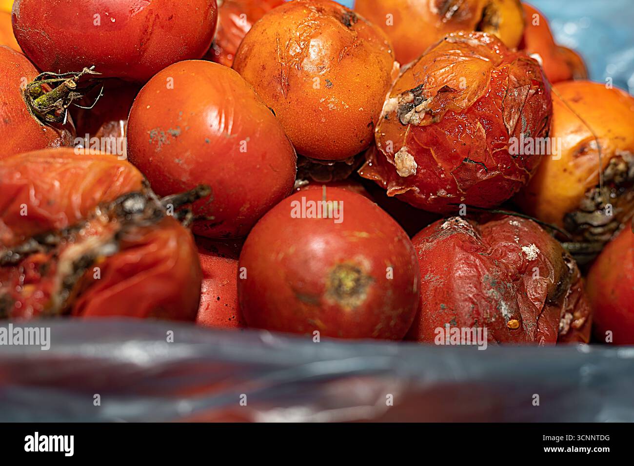 Nahaufnahme von verfaulten und schimmeligen Tomaten in einem Plastikbeutel. Das Konzept von Lebensmittelabfällen, verdorbenem Gemüse, Müll und Umweltverschmutzung. Stockfoto