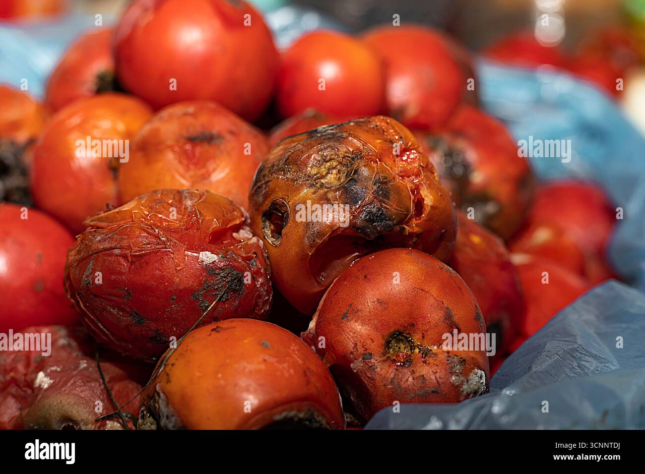 Nahaufnahme von verfaulten und schimmeligen Tomaten in einem Plastikbeutel. Das Konzept von Lebensmittelabfällen, verdorbenem Gemüse, Müll und Umweltverschmutzung. Stockfoto