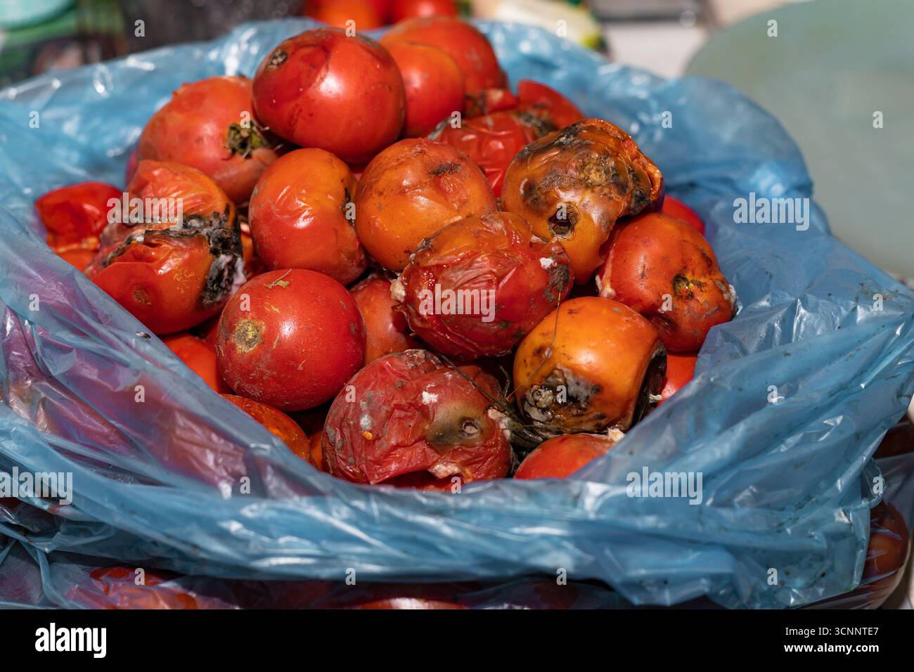 Nahaufnahme von verfaulten und schimmeligen Tomaten in einem Plastikbeutel. Das Konzept von Lebensmittelabfällen, verdorbenem Gemüse, Müll und Umweltverschmutzung. Stockfoto