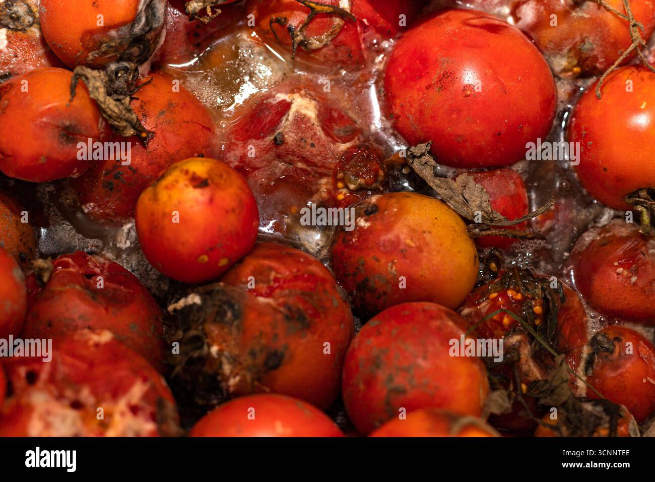 Nahaufnahme von verfaulten Tomaten mit Schimmel und Verfall in Flüssigkeit. Konzept von verdorbenem Gemüse, Lebensmittelabfall, Müll und Umweltverschmutzung. Stockfoto