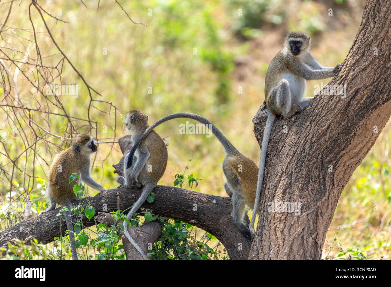 Eine Truppe von Rotmeeraffen (Chlorocebus pygerythrus) oder einfach Rotmeeraffen in einem Baum, fotografiert im Tarangire Nationalpark, Tansania Stockfoto