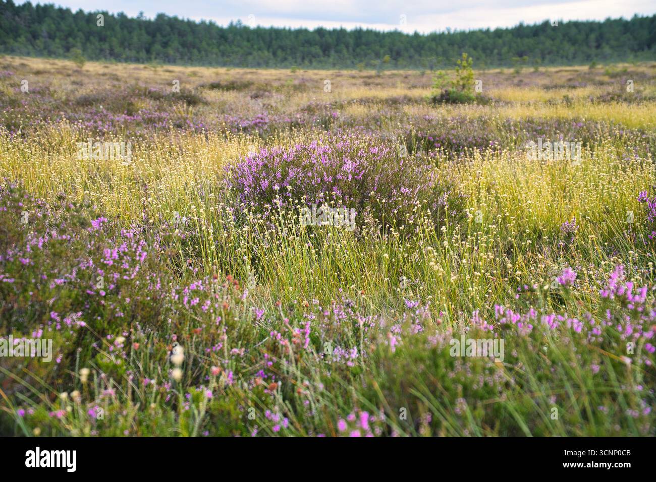 Eine blühende Herbstwiese voller bunter Wildblumen und Heidekraut im Sonnenlicht. Eine natürliche Idylle, die Ruhe, Artenvielfalt und das B Stockfoto