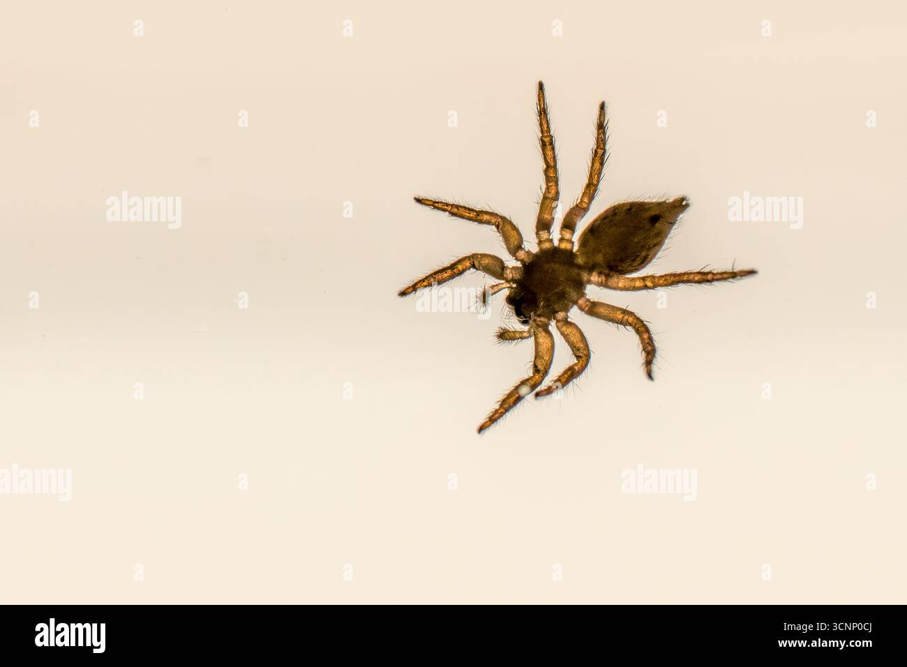 Springende Spinnen auf weißem Hintergrund springende Spinnen verfolgen ihre Beute, bevor sie aus ein paar Zentimetern Entfernung darauf springen. Stockfoto