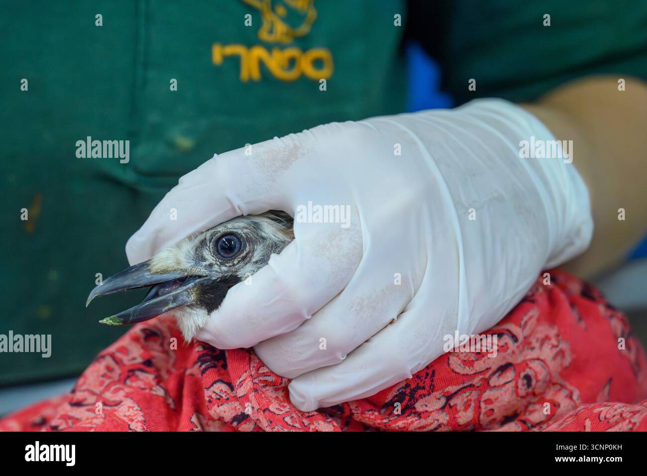 Körperliche Untersuchung eines kürzlich zugelassenen Eurasischen jay (Garrulus glandarius), fotografiert im israelischen Wildlife Hospital, Ramat Gan, Israel Stockfoto