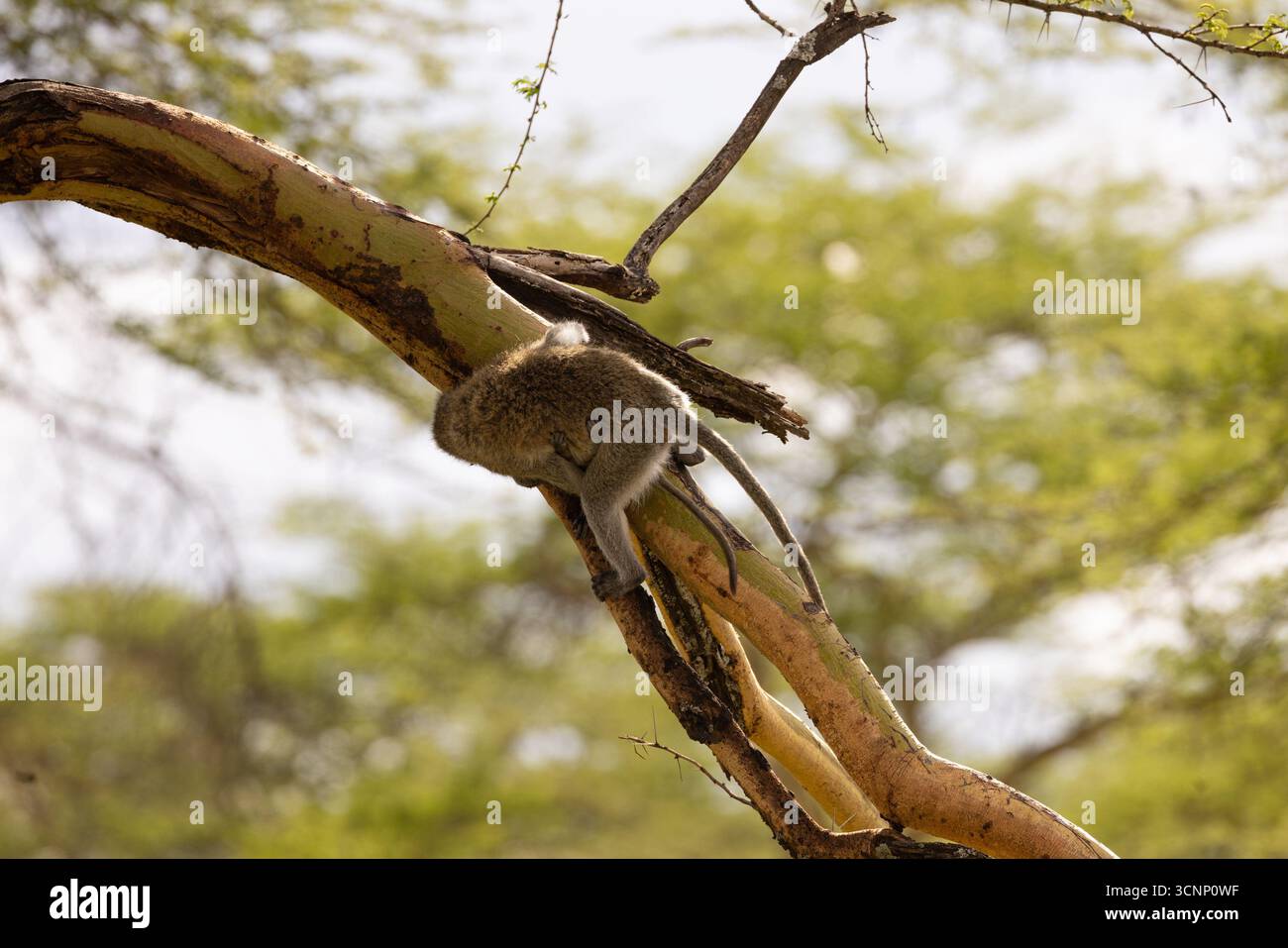 Die Mutter der vervet Affen (Chlorocebus pygerythrus), oder einfach vervet, trägt ihre jungen Nachkommen, die im Lake Nakuru National Park fotografiert wurden. Im März Stockfoto