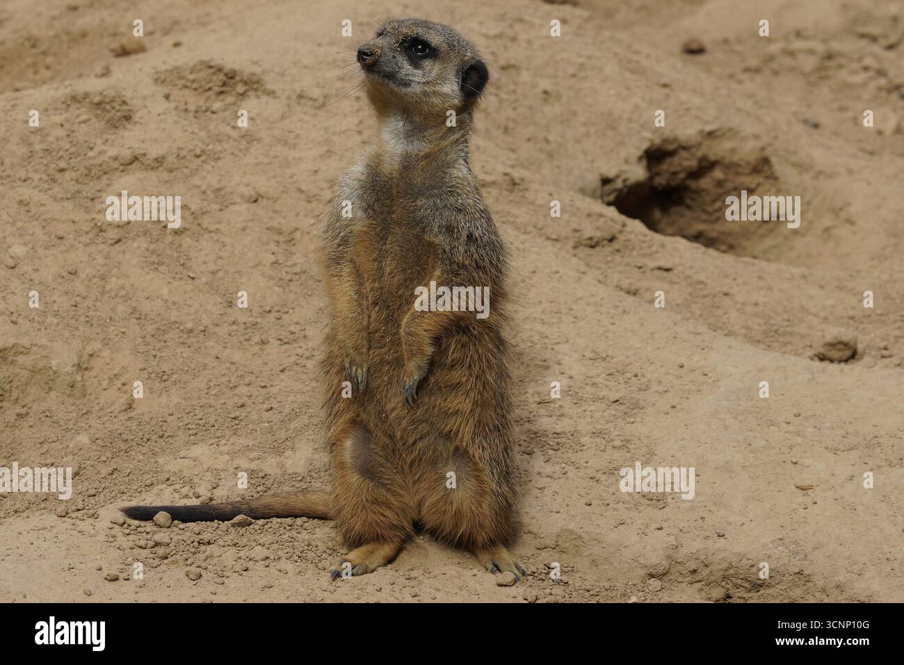 Niedliche Nahaufnahme eines warnenden Erdmännchens (suricata suricatta), der auf seinen Hinterbeinen steht und seinen Kopf im Sand der Wüste Südafrikas dreht Stockfoto