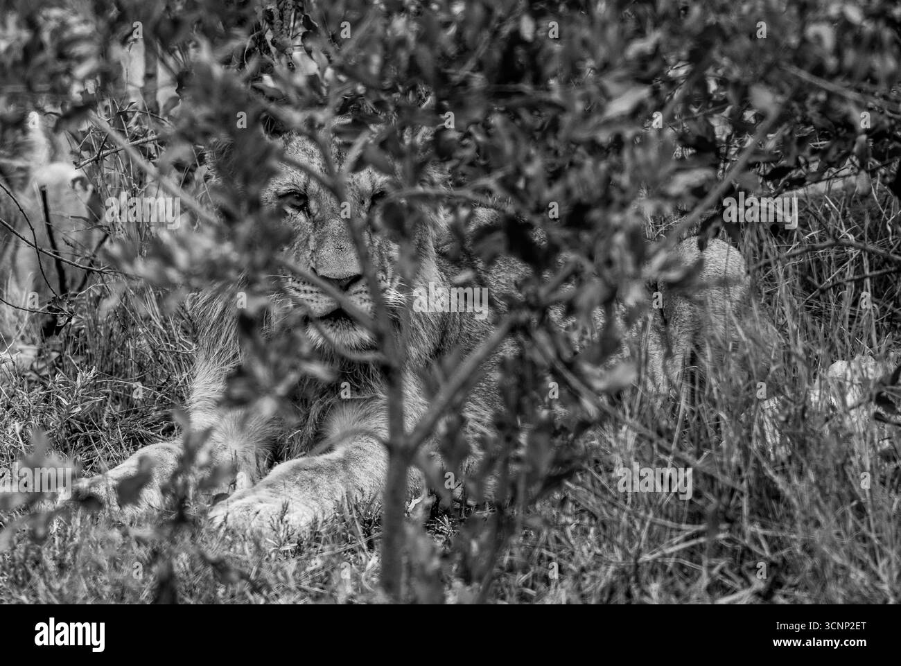 Alert Lioness in the Bush in schwarz-weiß auf der Solio Ranch ist ein privates Naturschutzgebiet in Kenias Zentralprovinz in der Nähe von Naro Mo Stockfoto