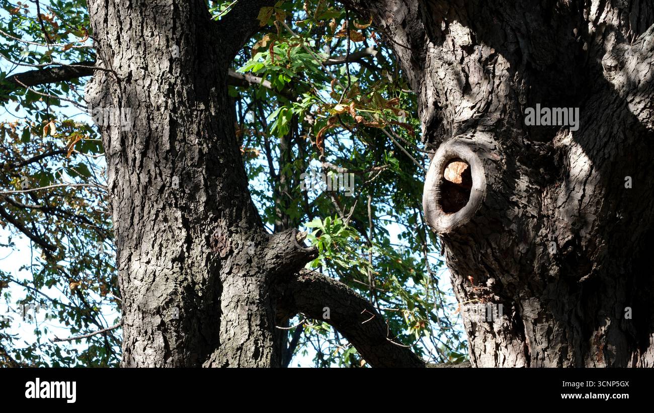 Sonnenlicht filtert durch Blätter und hebt einen großen Baum mit einer Hohlkammer hervor. Stockfoto