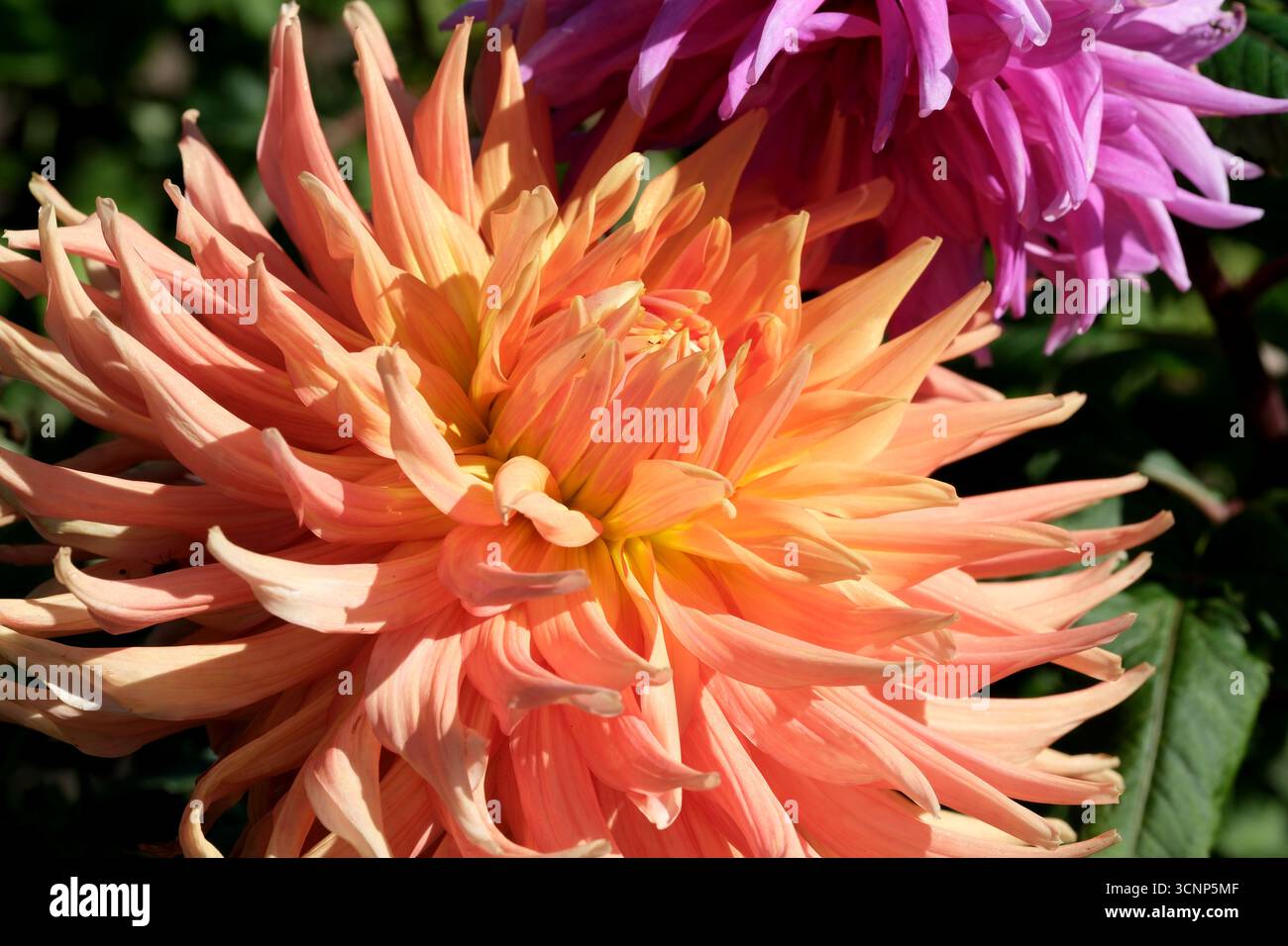 Helle orange und violette Dahlien zeigen ihre Schönheit in einem Garten. Stockfoto
