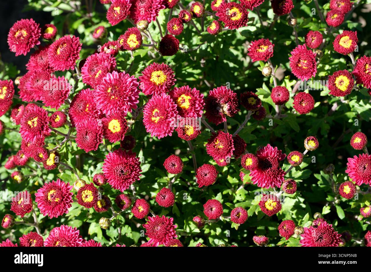 Leuchtend rote Blumen mit gelben Mittelpunkten sorgen für eine lebendige Präsentation im Garten. Stockfoto