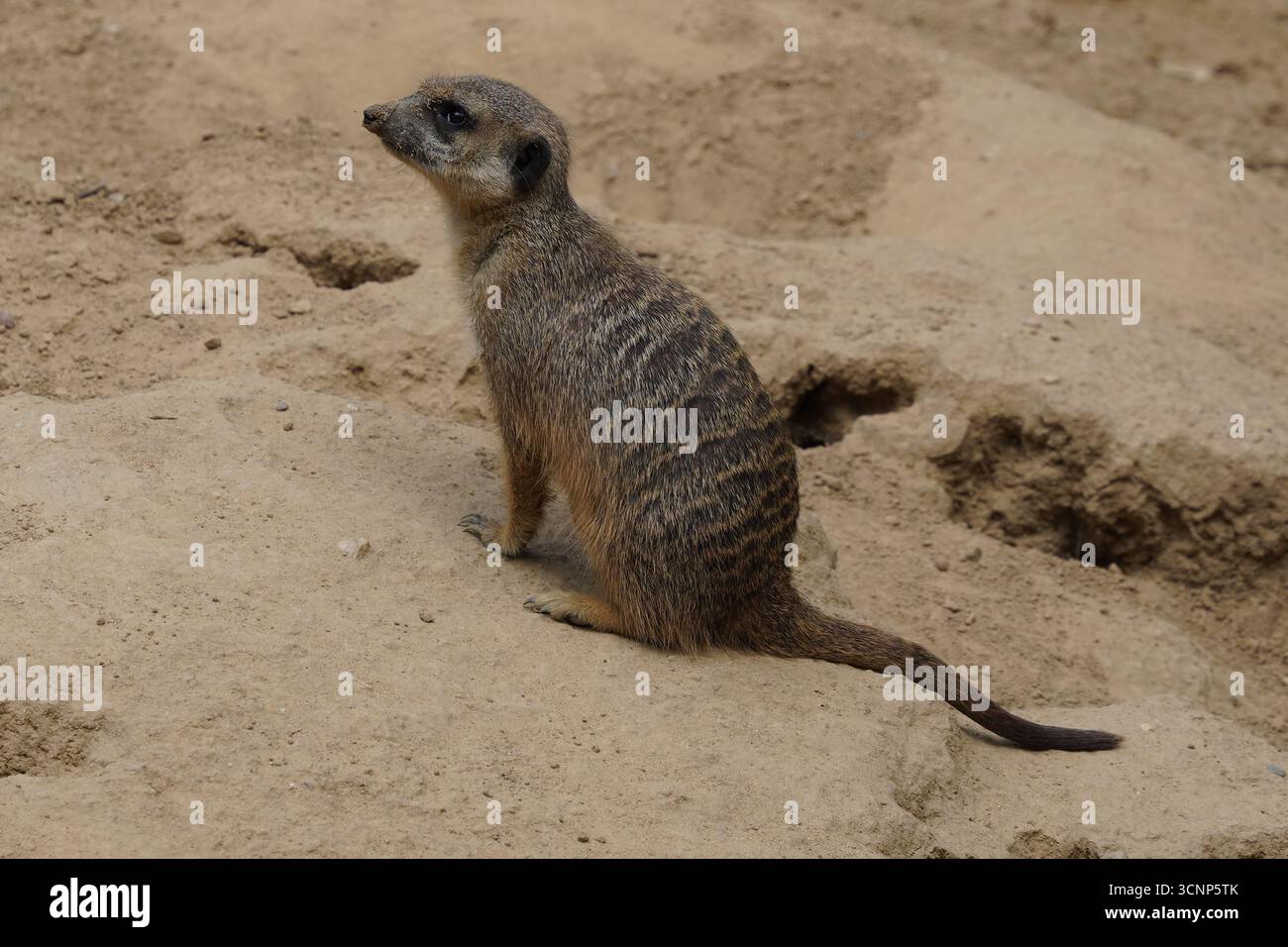 Seitenprofil Nahaufnahme eines niedlichen und lustigen Meerkats (Suricata suricatta, oder Suricate), der auf einem Felsen in der Wüste Südafrikas sitzt Stockfoto