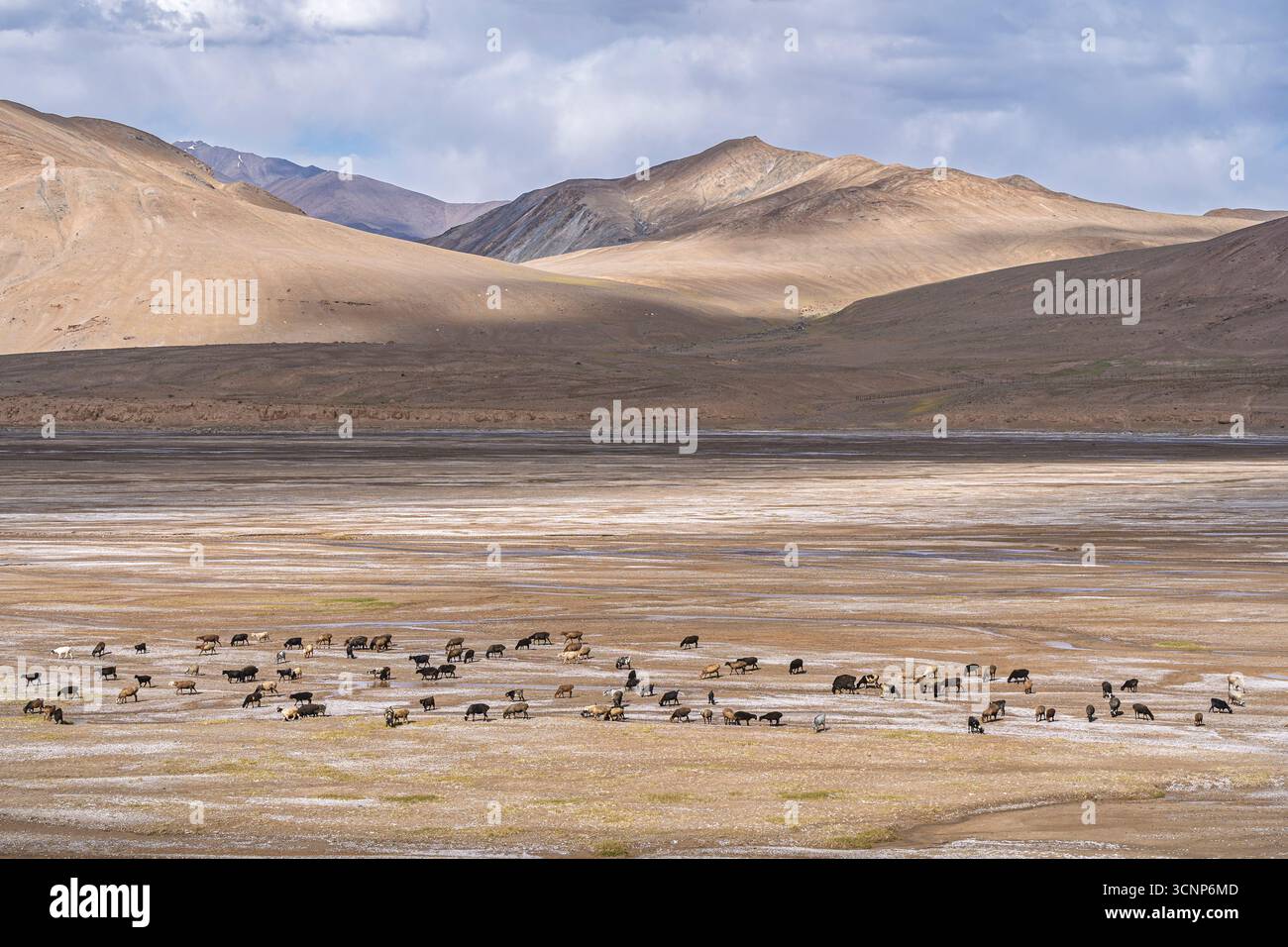 Panoramablick auf die Berglandschaft mit Schaf- und Ziegenherde entlang des Pamir Highway in der Wüste in hoher Höhe, Murghab, Gorno-Badakhshan, Tadschikistan Stockfoto