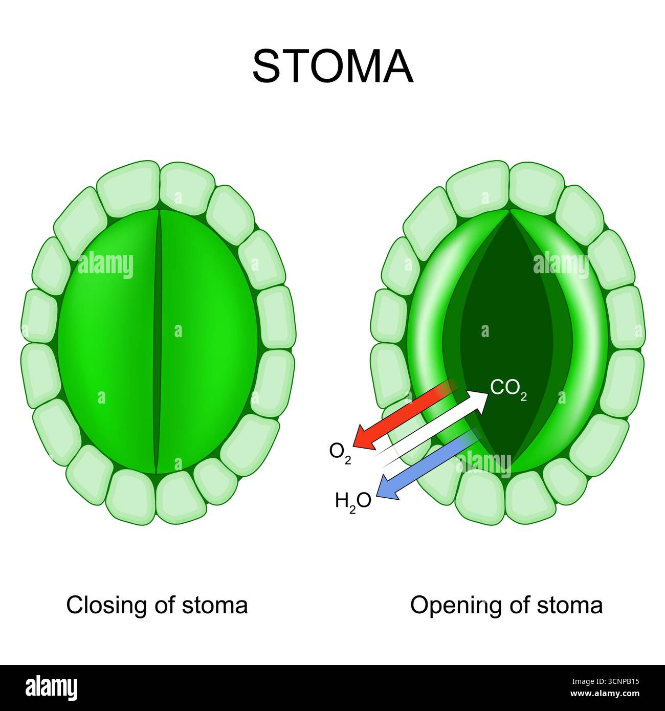 Die Funktion eines Stoms. Poren in der Epidermis der Blätter. Blattporen und Pflanzenatmung. Vektorabbildung Stock Vektor