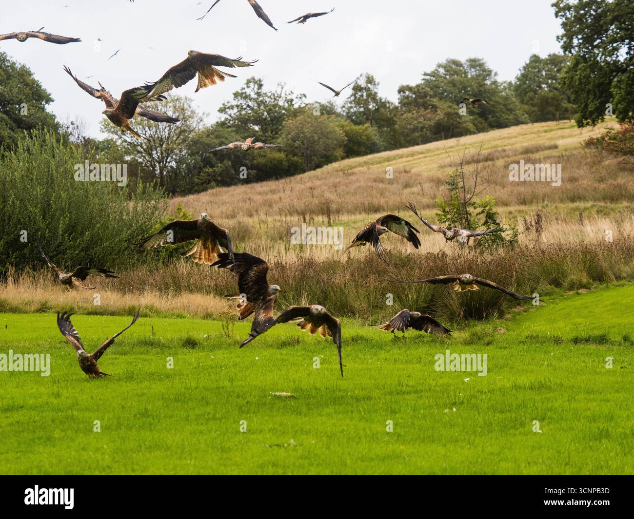 Zahlreiche Rote Kites, Milvus milvus, stürmten sich auf die Gigrin Farm, Rhayader, Mitte Wales, Großbritannien Stockfoto