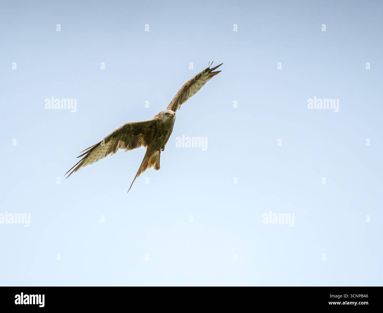 Leuzistischer roter Drachen, Milvus milvus, hoch über dem Gigrin Farm Red Kite Centre, Rhayader Stockfoto