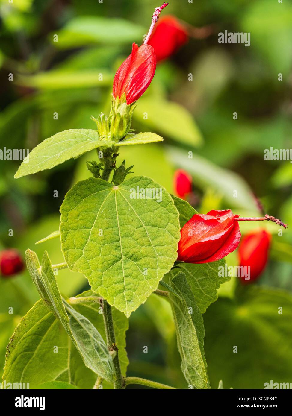 Rote Blüten des zarten Laub-Gewächshausstrauchs Malaviscus arboreus, turkenkappe oder verschlafene Malve Stockfoto