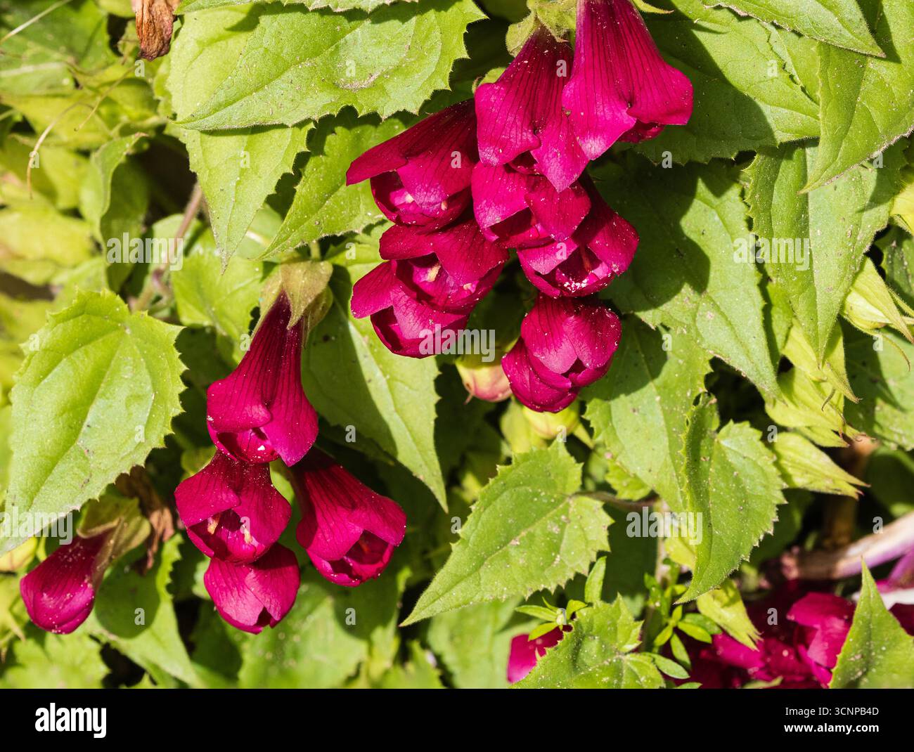 Nachlaufende Stämme und rote Blumen des sommerblühenden, zarten Kriechers Maurandya „Red Dragon“ Stockfoto