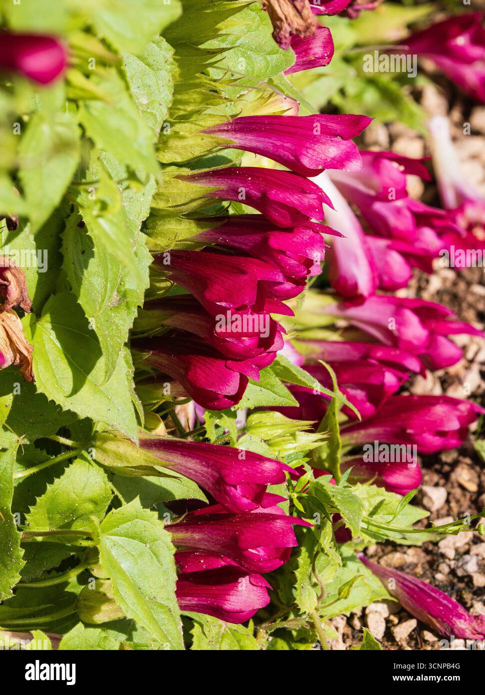 Nachlaufende Stämme und rote Blumen des sommerblühenden, zarten Kriechers Maurandya „Red Dragon“ Stockfoto