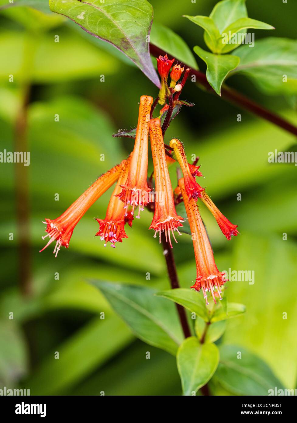 Röhrenförmige Orangenblüten der zarten immergrünen Zigarrenpflanze Cuphea caeciliae, die für Sommerbestreu verwendet wird Stockfoto