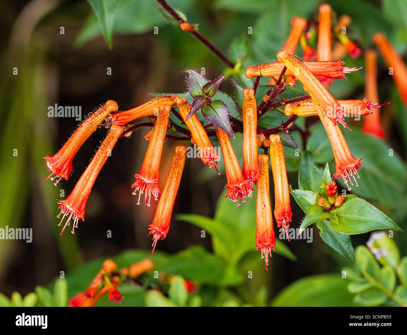 Röhrenförmige Orangenblüten der zarten immergrünen Zigarrenpflanze Cuphea caeciliae, die für Sommerbestreu verwendet wird Stockfoto