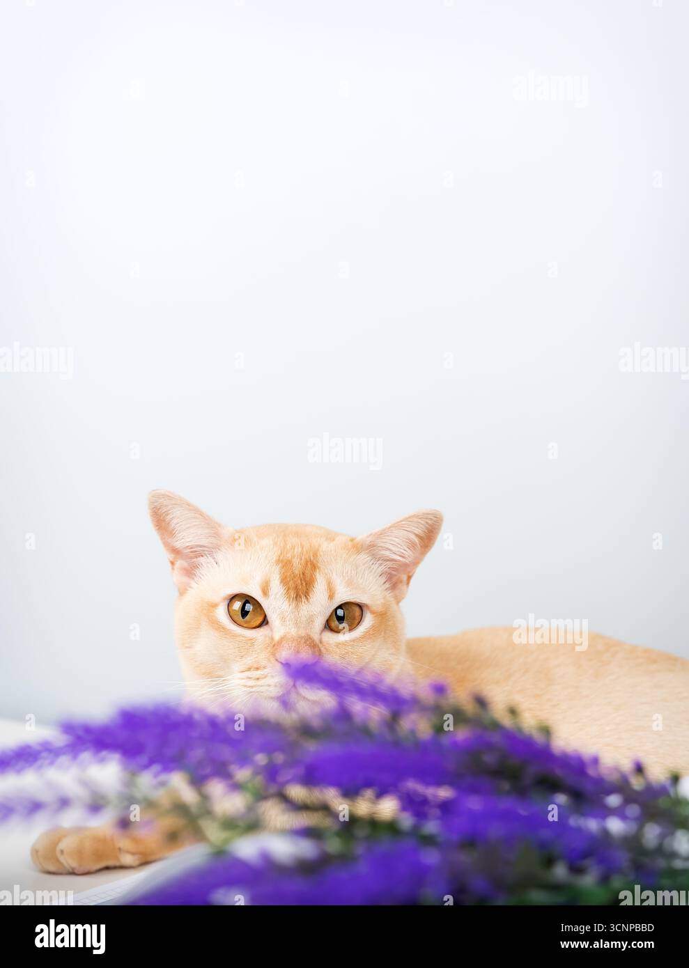Eine Nahaufnahme einer cremefarbenen burmesischen Katze mit bernsteinfarbenen Augen. Lila Lavendelblüten stehen im Vordergrund. Der helle Hintergrund mit Kopierraum-Emphasi Stockfoto