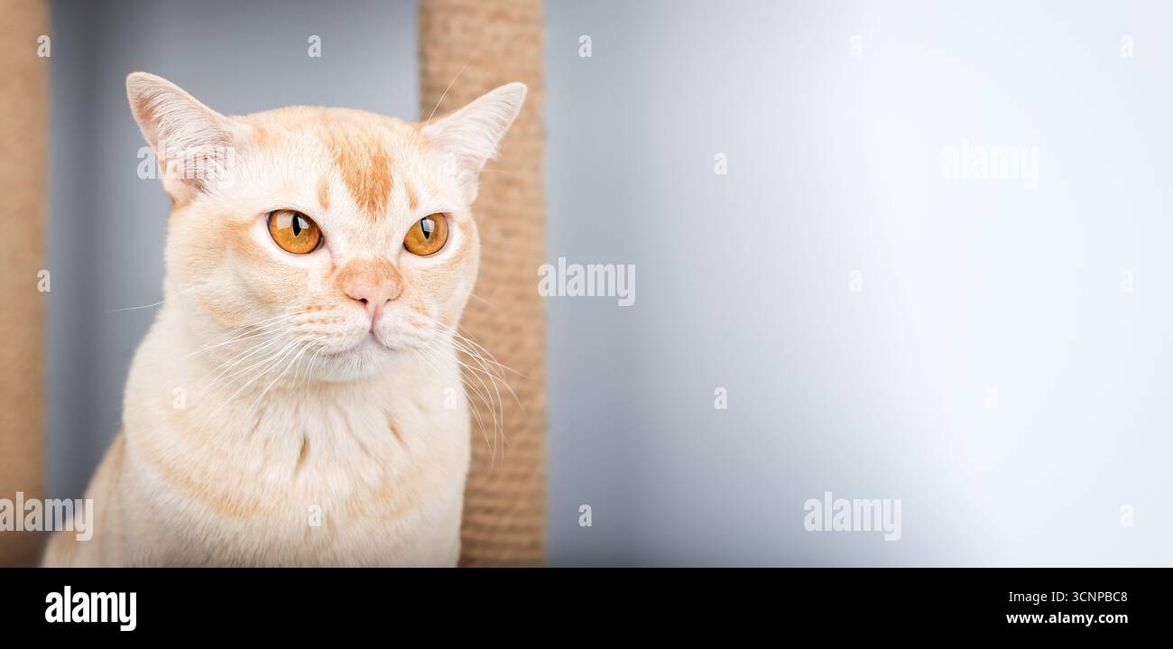 Eine Nahaufnahme einer cremefarbenen burmesischen Katze mit bernsteinfarbenen Augen. Die Katze sitzt an einem Kratzbaum vor einem hellen Hintergrund mit Kopierraum. Konzept für p Stockfoto
