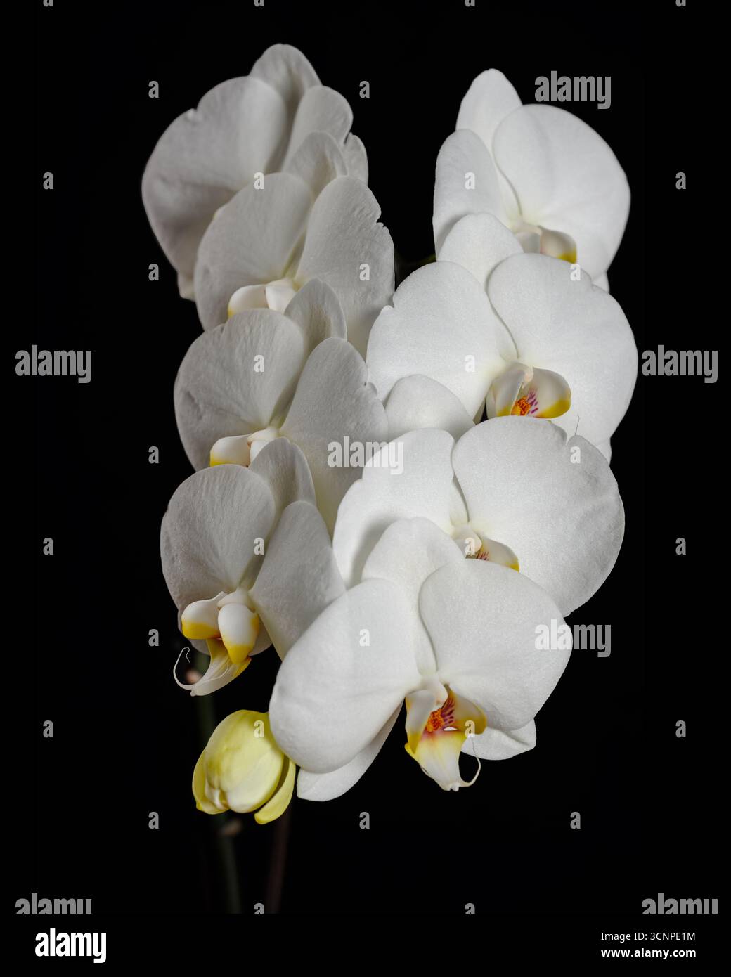 Nahaufnahme der weißen Orchidee. Nahaufnahme einer weißen Phalaenopsis-Orchidee vor schwarzem Hintergrund, die ihre zarten Blütenblätter und das leuchtende gelbe Zentrum hervorhebt. Stockfoto