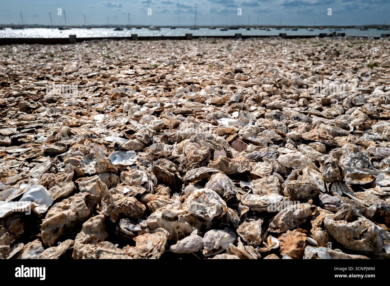 Oyster Muscheln bilden einen Strand in Mersea, England, Großbritannien Stockfoto