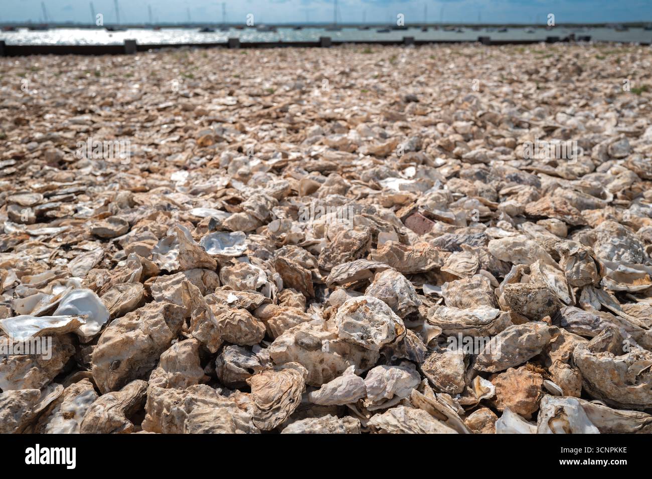 Oyster Muscheln bilden einen Strand in Mersea, England, Großbritannien Stockfoto