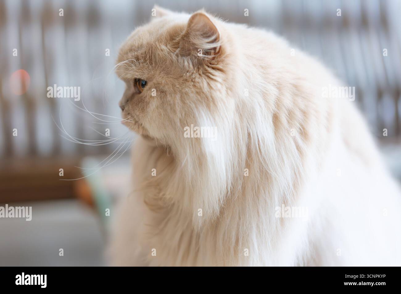 Flauschige cremefarbene persische Katze im Profil - der Westsee in Huizhou, Provinz Guangdong, China, ist eine Touristenattraktion mit antiker Architektur Stockfoto