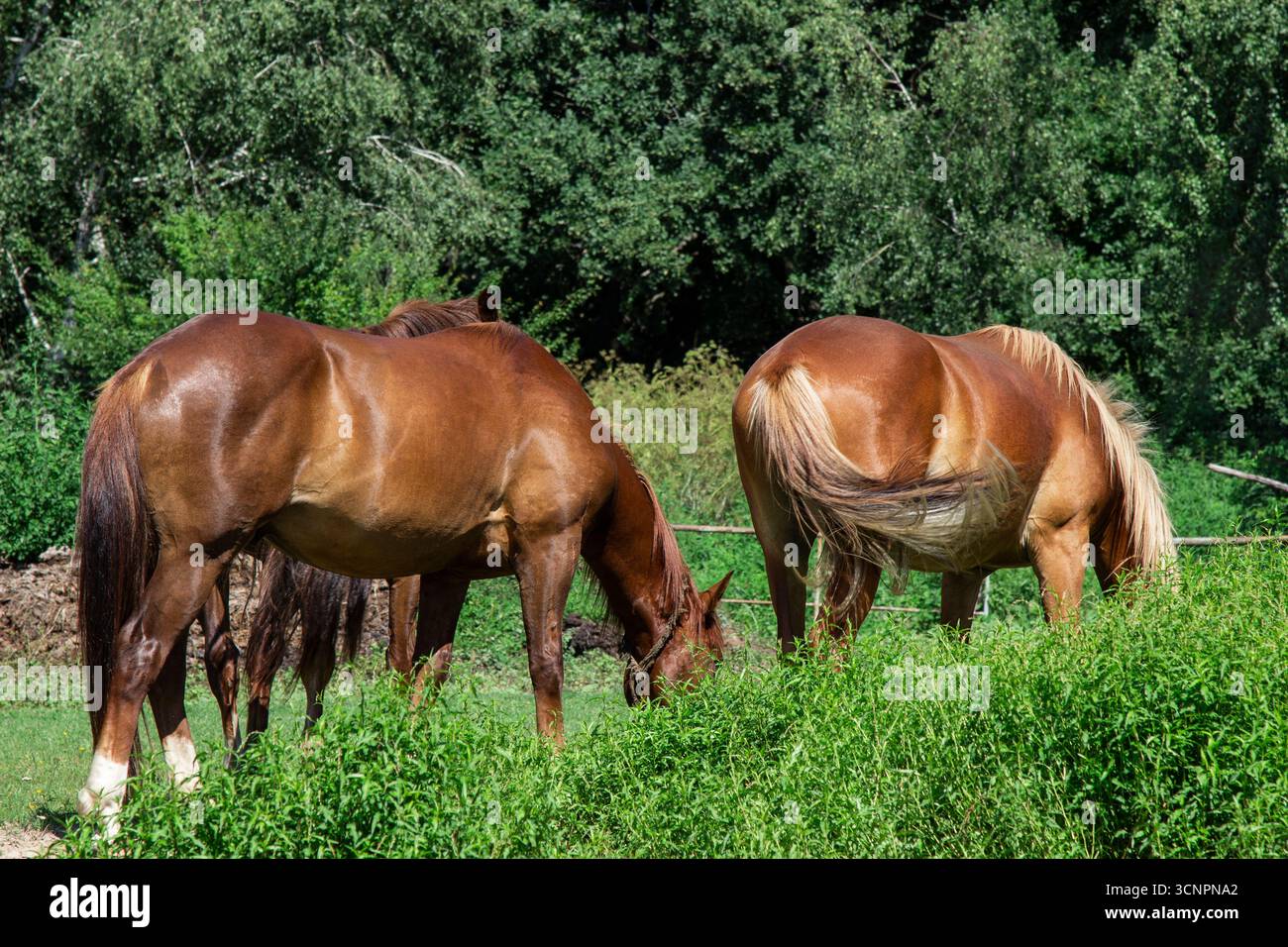 Eine Pferdeherde auf einer grünen Wiese in der Nähe des Waldes. Stockfoto
