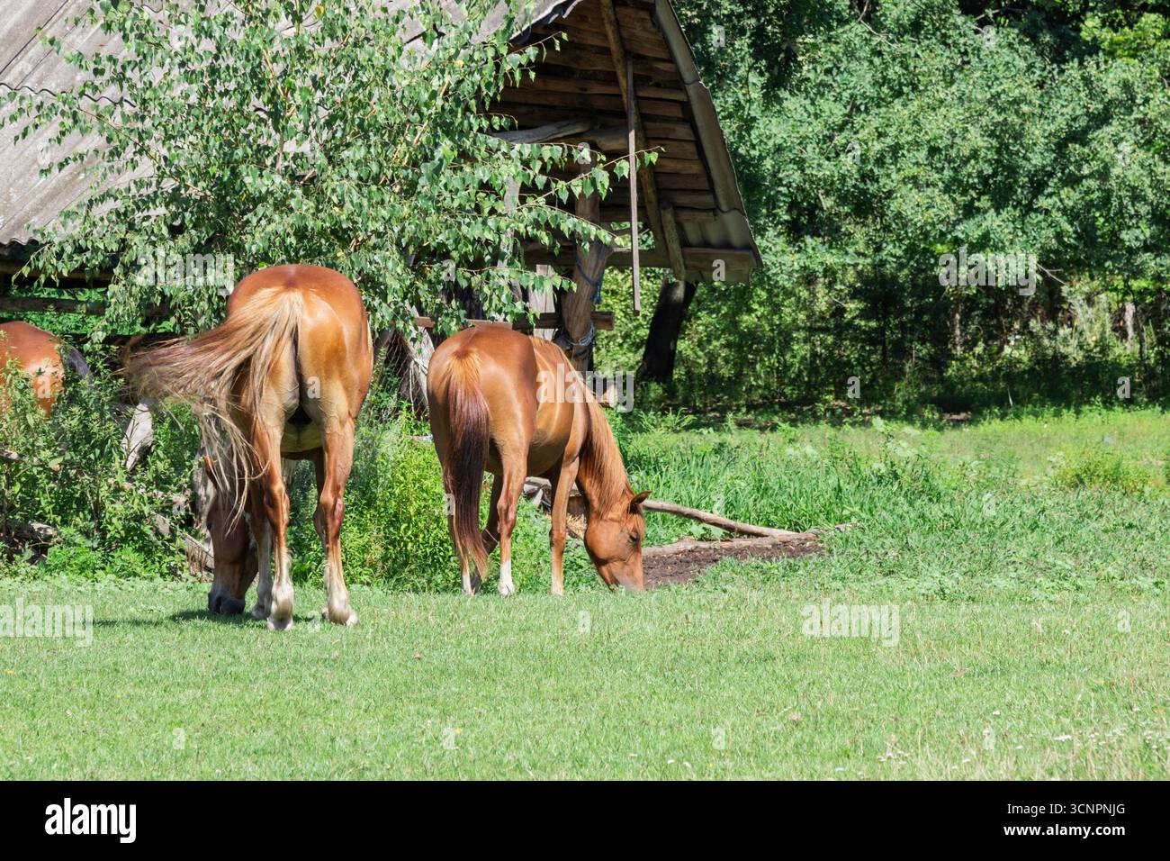 Zwei Pferde grasen auf dem Gras in der Nähe eines hölzernen Paddocks. Stockfoto