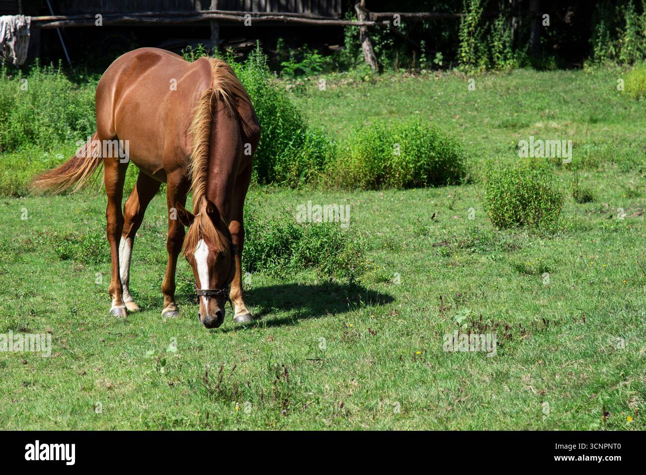Ein braunes Pferd weidet auf einer Wiese. Stockfoto