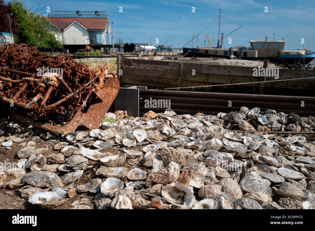 Oyster Muscheln bilden einen Strand in Mersea, England, Großbritannien Stockfoto